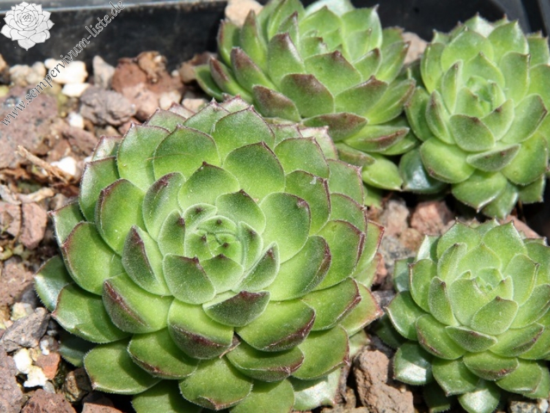 sp. from Ovit Dağı Geçidi