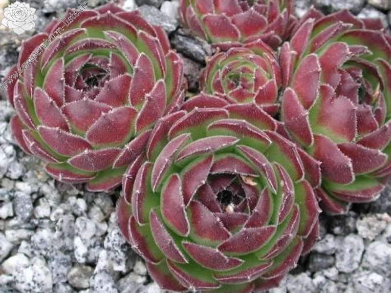 sp. from Nemrut Dagh