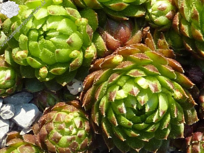 globiferum ssp. globiferum from Speiereck