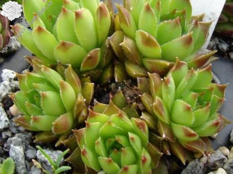 staintonii cf. from Lazistan