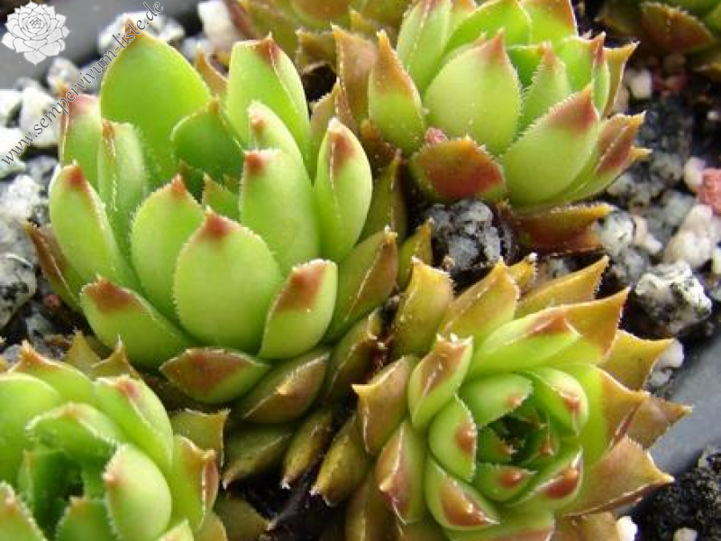 staintonii cf. from Lazistan