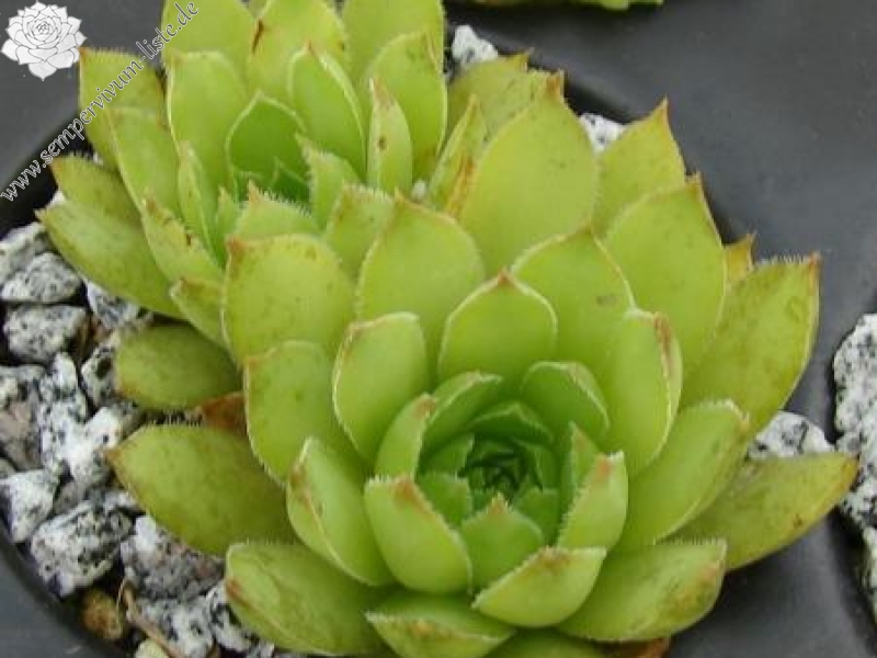 staintonii cf. from Lazistan