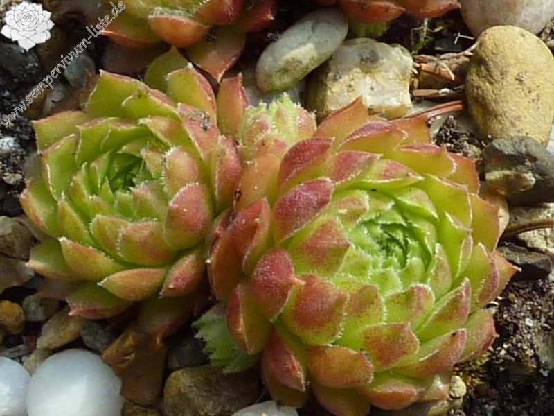 stenopetalum (x adenotrichum)