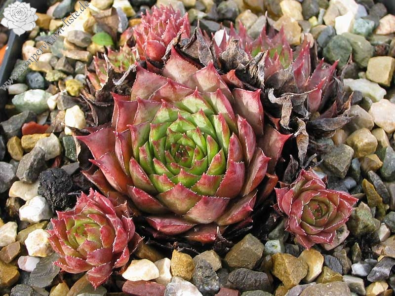 stenopetalum (x parviflorum)
