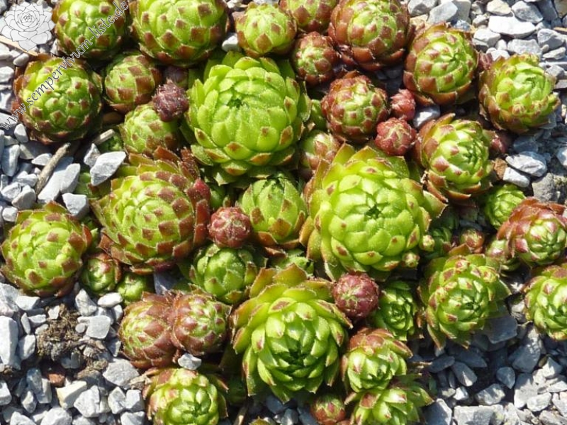 globiferum ssp. globiferum from Svaty Jan pod Skalou