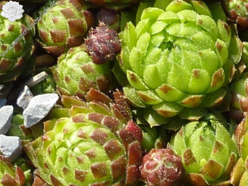 globiferum ssp. globiferum from Svaty Jan pod Skalou