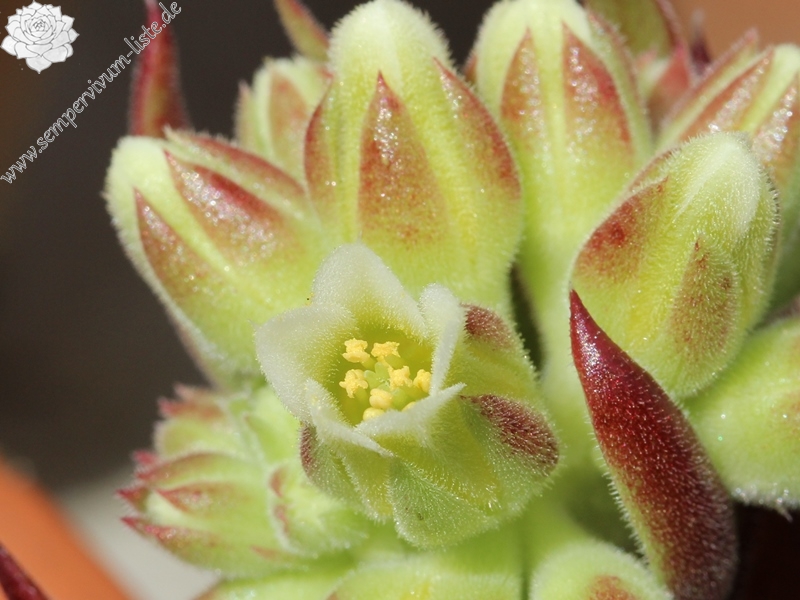 Kleiner Krieger / Jovi