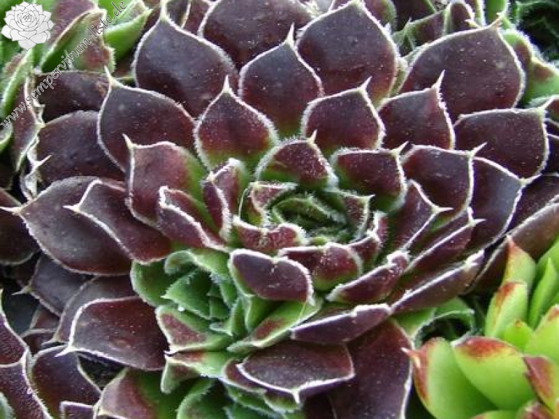 Kleiner Krieger / Jovi