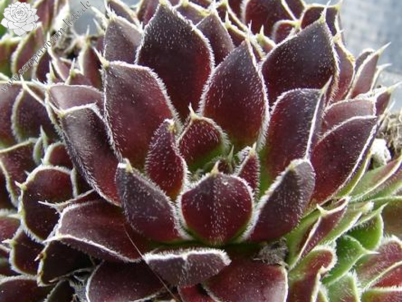 Kleiner Krieger / Jovi