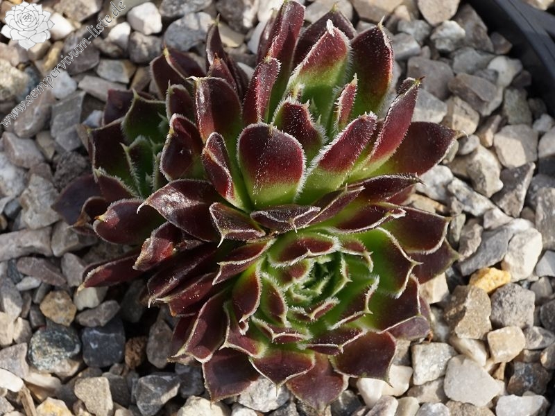 Kleiner Krieger / Jovi