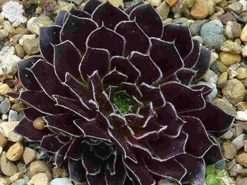 Kleiner Krieger / Jovi