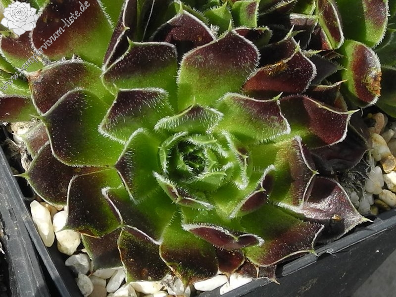 Kleiner Krieger / Jovi