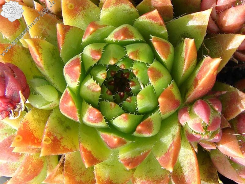 globiferum ssp. hirtum (tatrensis) from Šútovo