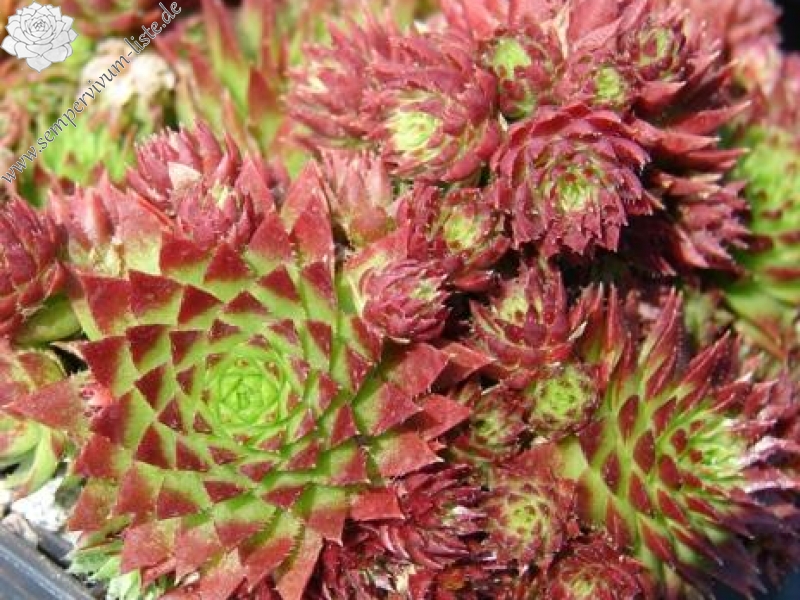 globiferum ssp. hirtum (tatrensis) from Veľký Rozsutec