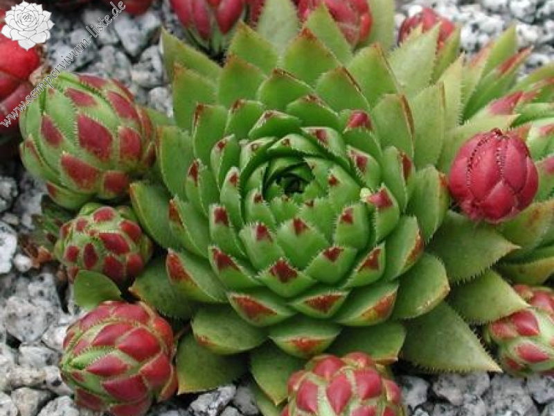 globiferum ssp. hirtum (tatrensis) from Jastrabska Skala