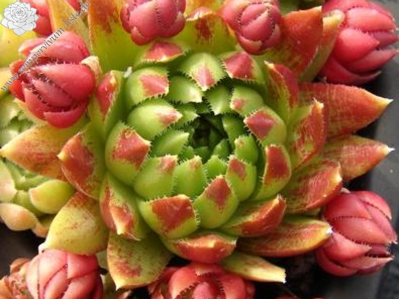 globiferum ssp. hirtum (tatrensis) from Jastrabska Skala