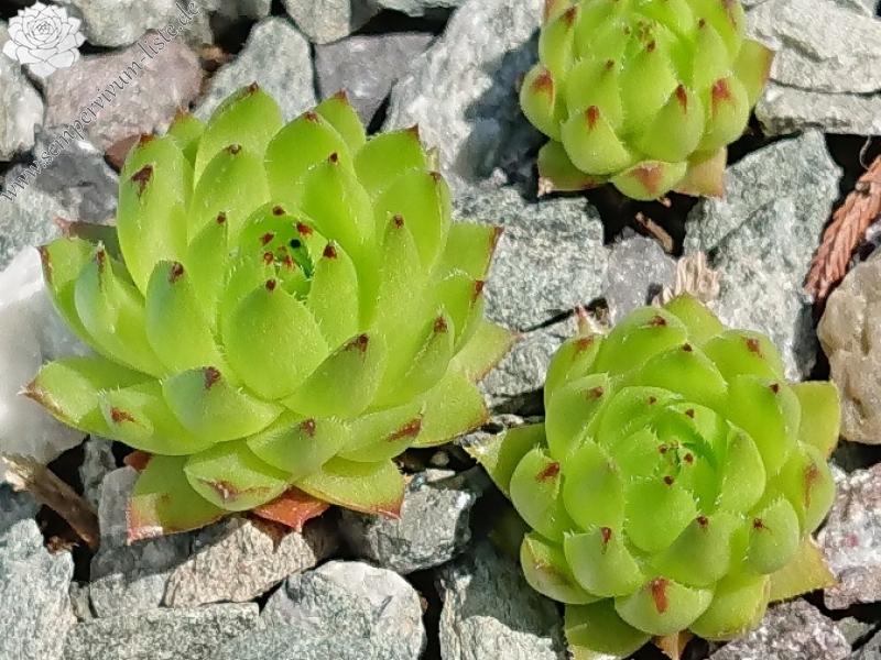 globiferum ssp. hirtum (tatrensis) from Klak (Kl'ak)