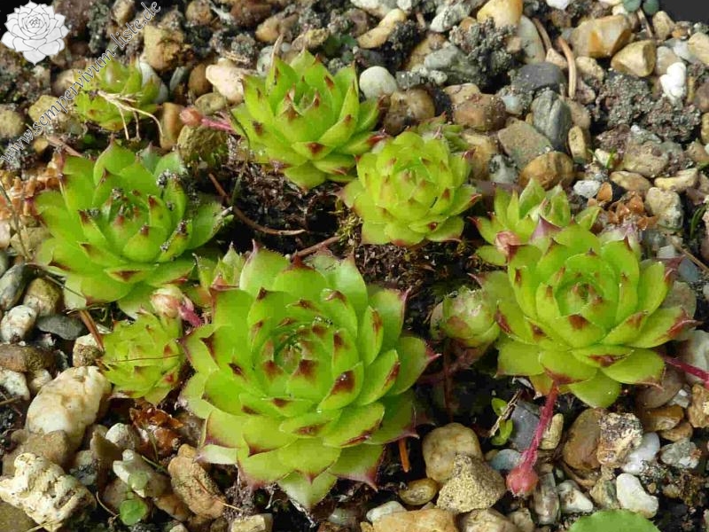 caucasicum from Tiflis (Umgebung)