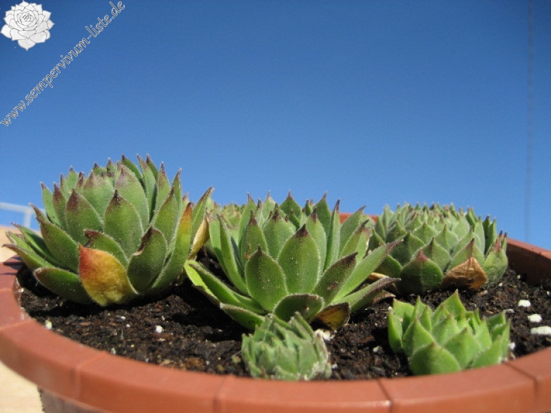 cantabricum ssp. urbionense from Picos de Urbión