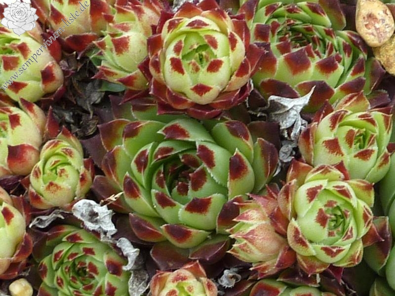 calcareum from Saint Vallier de Thiey