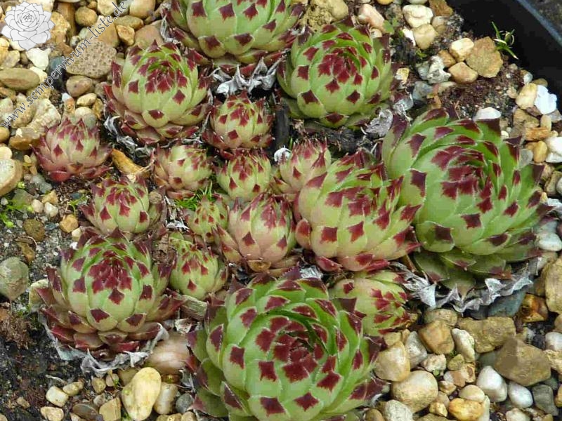 calcareum from Gorges du Verdon