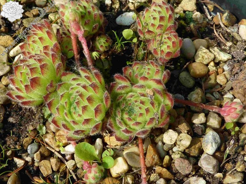 ciliosum x S. marmoreum ssp. erythraeum