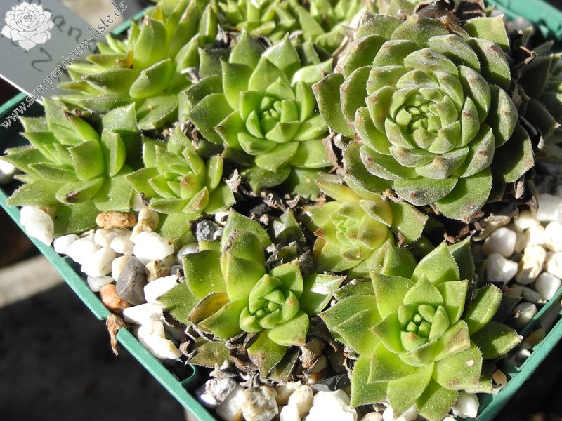 feigeanum (cf.) from Rize (PH1292)