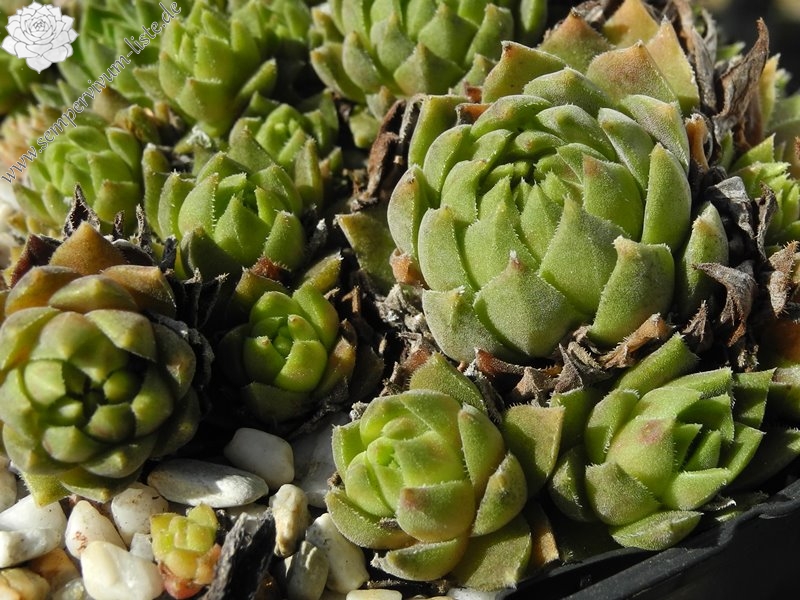 feigeanum (cf.) from Rize (PH1292)