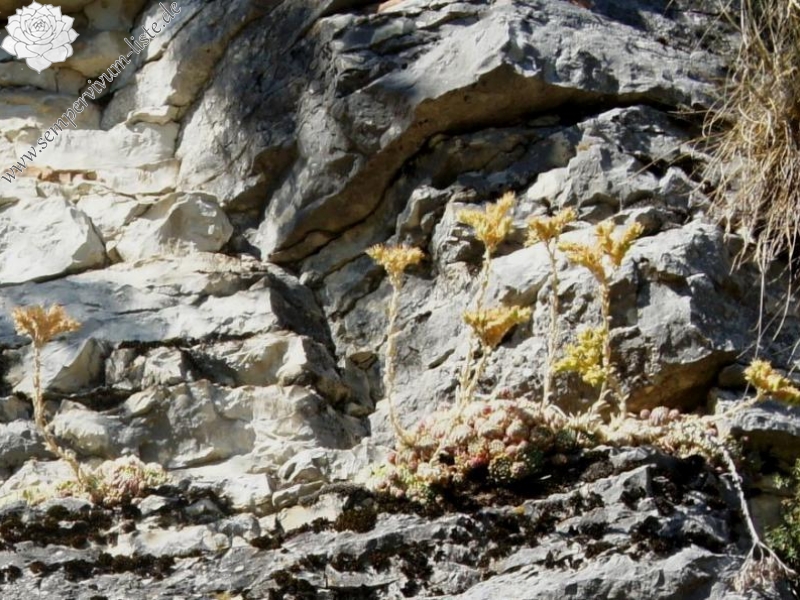 globiferum ssp. lagarinianum from Spiazzi