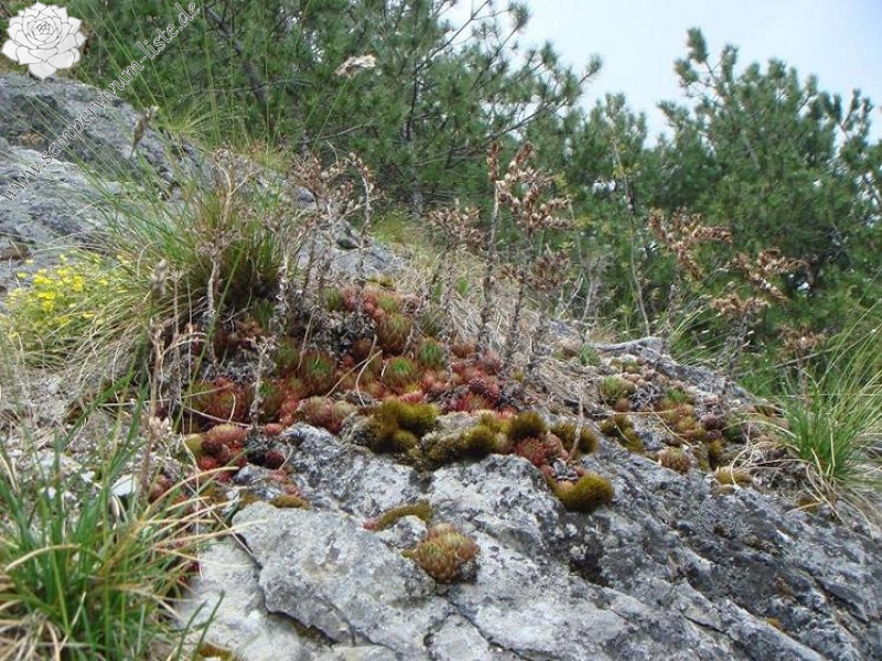 globiferum ssp. hirtum from Žumberačko gorje