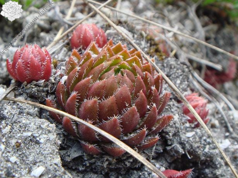globiferum ssp. hirtum from Žumberačko gorje