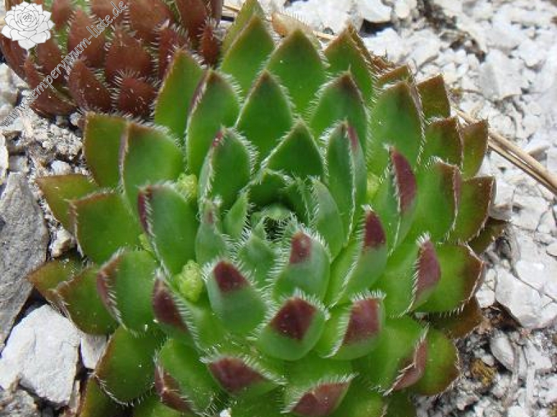 globiferum ssp. hirtum from Žumberačko gorje