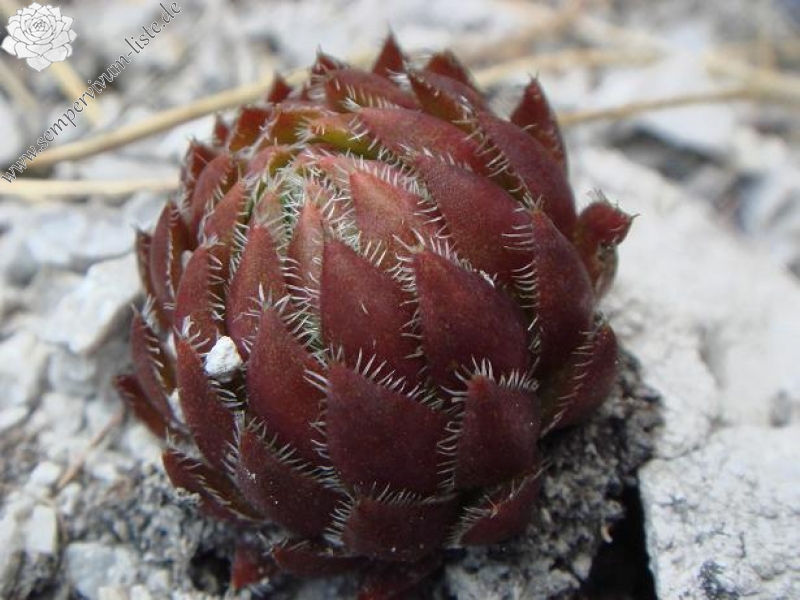 globiferum ssp. hirtum from Žumberačko gorje