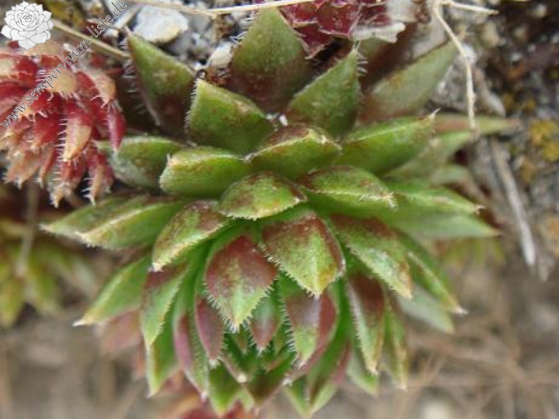 globiferum ssp. hirtum from Žumberačko gorje