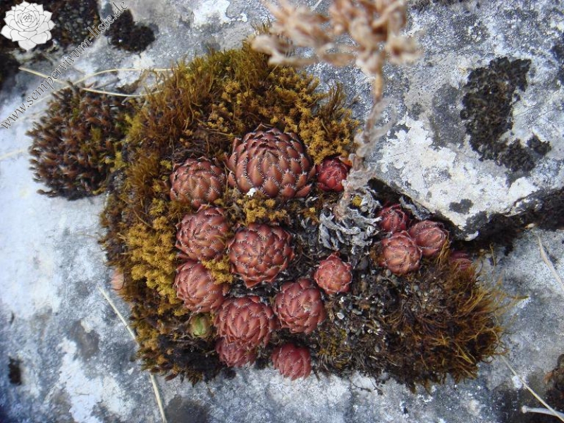globiferum ssp. hirtum from Žumberačko gorje