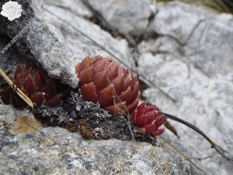 globiferum ssp. hirtum from Žumberačko gorje