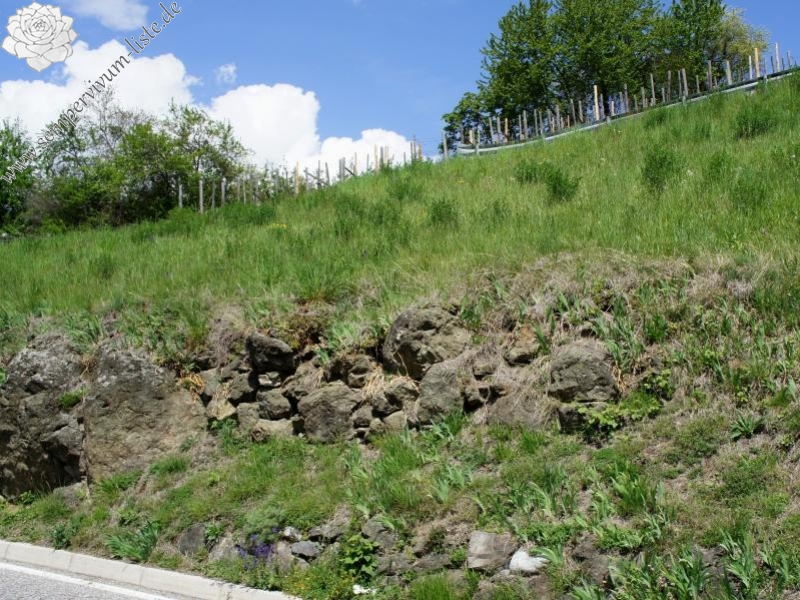 tectorum var. tectorum from Villnösstal (Straße nach Teis)