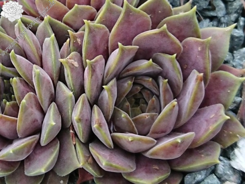 marmoreum ssp. erythraeum from Jundola-Pashovi