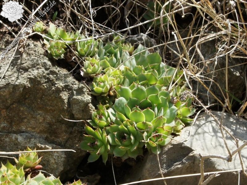 tectorum var. tectorum from Villnösstal (Straße nach Teis)
