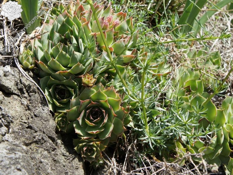 tectorum var. tectorum from Villnösstal (Straße nach Teis)