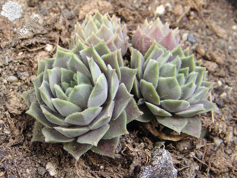 marmoreum ssp. erythraeum