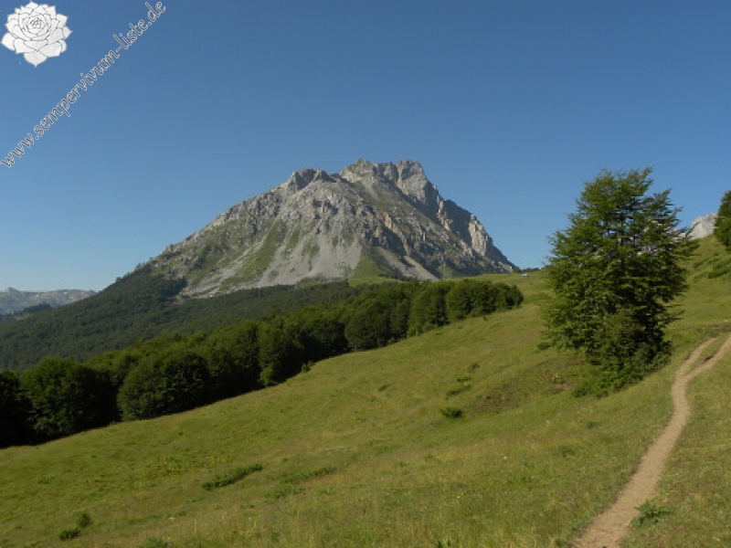 marmoreum ssp. marmoreum from Kom Vasojevićki (Abhang)