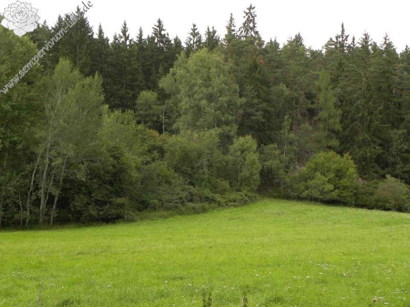 globiferum ssp. globiferum from Bezdružice