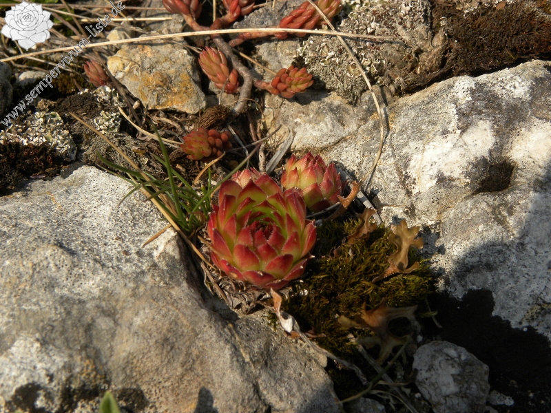 marmoreum ssp. marmoreum from Ćurovac, Aussicht