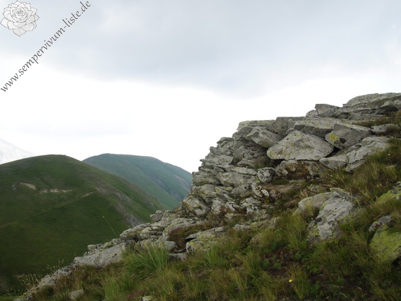 thompsonianum from Stogovo