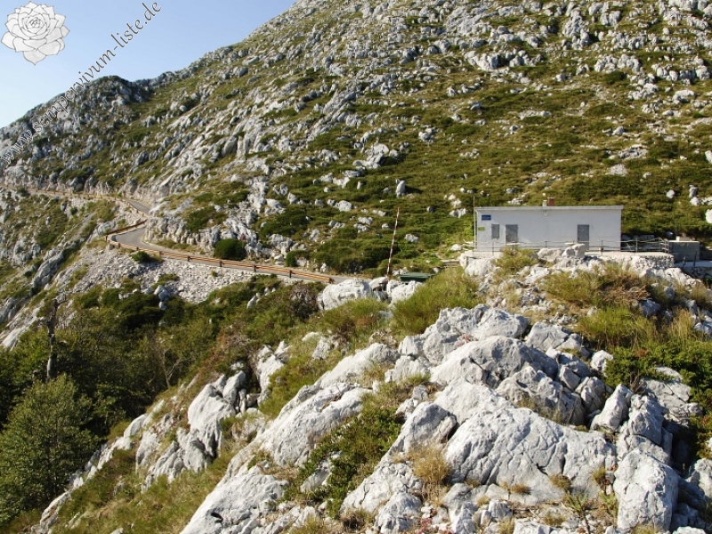 marmoreum ssp. marmoreum (dinaricum) from Veliki Troglav