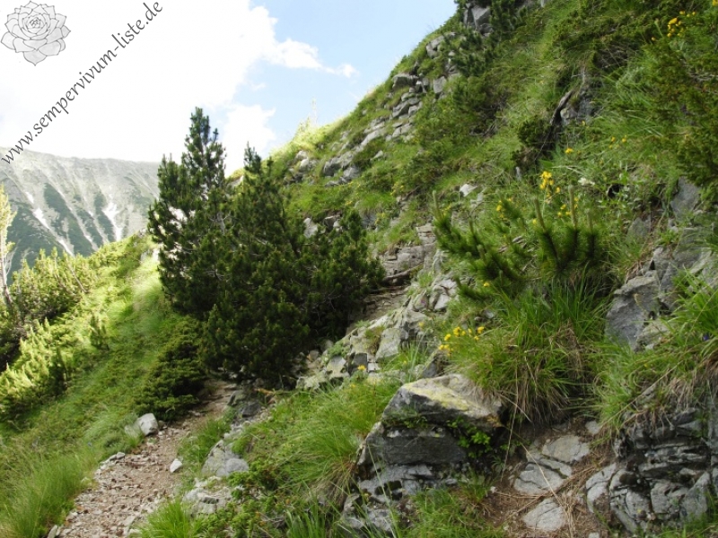 marmoreum ssp. erythraeum from Vihren, O Abhang