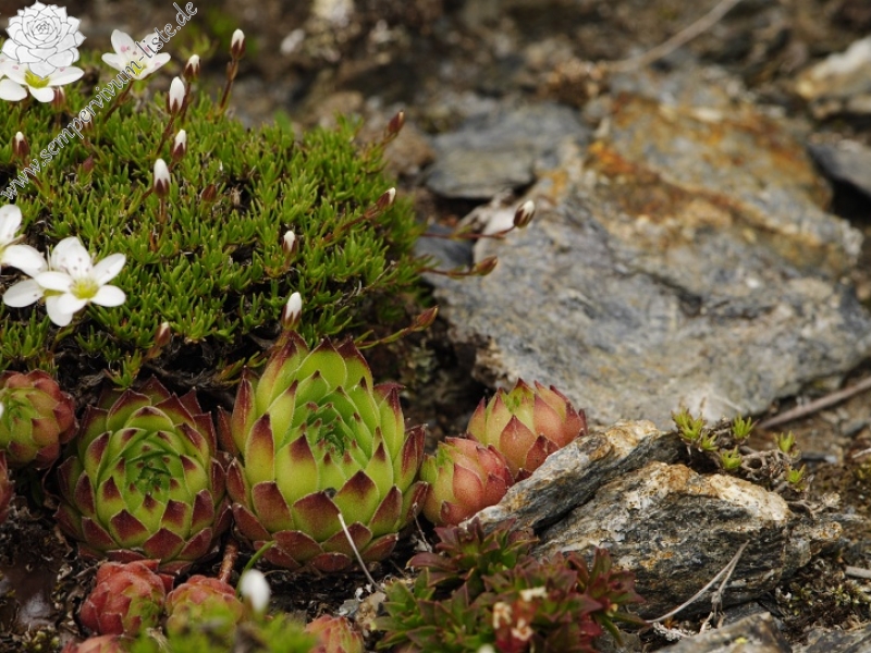 marmoreum ssp. reginae-amaliae (macedonicum) cf. from Golem Korab, Abhang