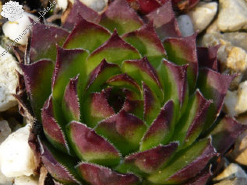tectorum var. tectorum (affine)