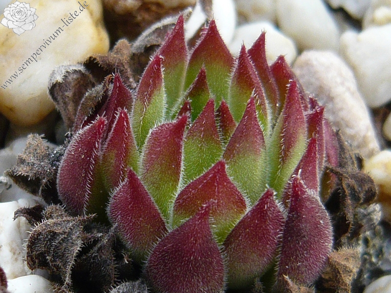marmoreum ssp. reginae-amaliae (angustissimum)